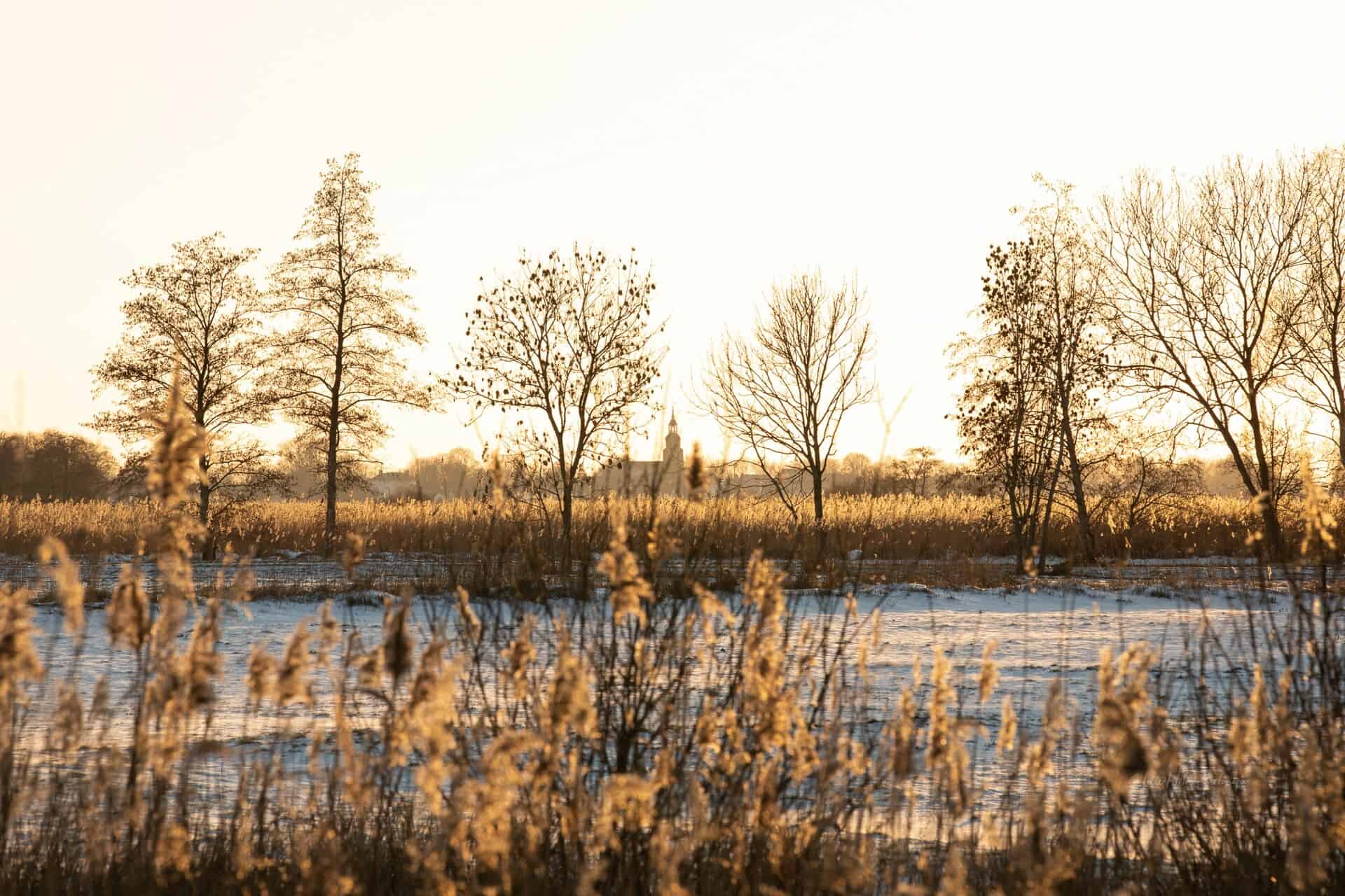 Wandelen door riet en veen